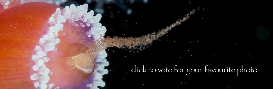 Spawning jewel anemone (Corynactis australis)